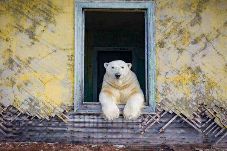 Photoreport |  Polar bears, masters of the place