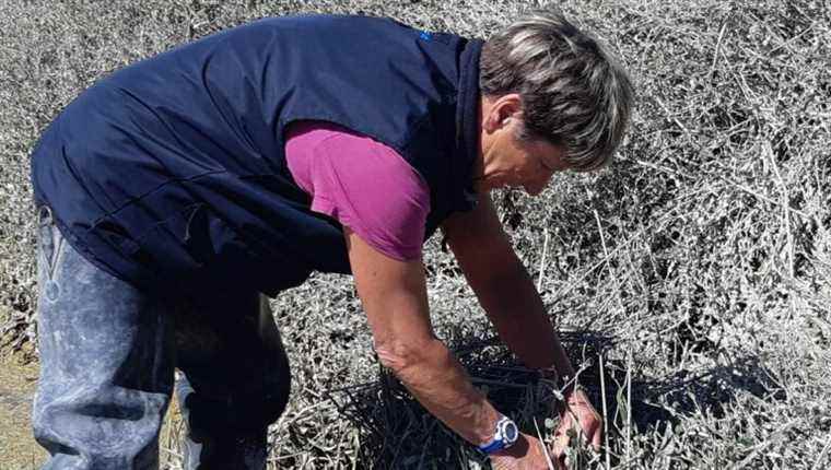 Renée Michon known as Reinette fisherman on foot in the Bay of Somme and the year 1976