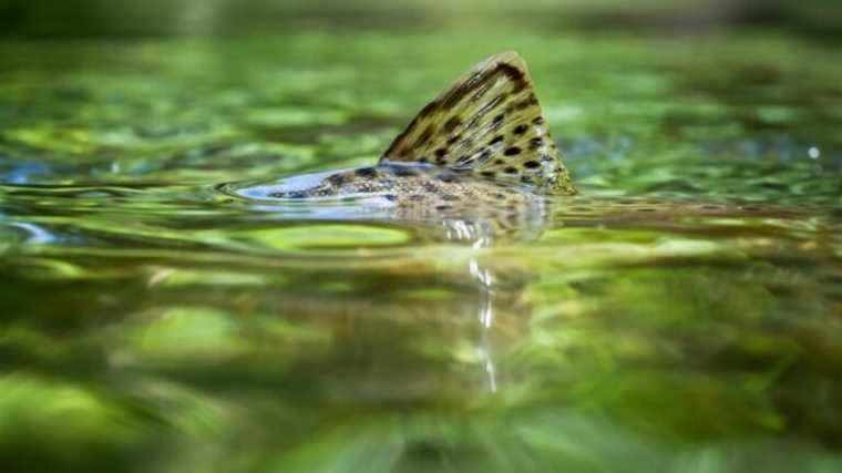 Reproduction of brown trout in southern Ardèche