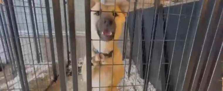 Rescued dogs seek foster homes