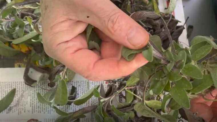 Roland Motte, gardener: sage officinalis