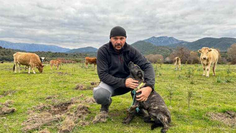 Romain Rubini, cattle and sheep breeder in Coggia