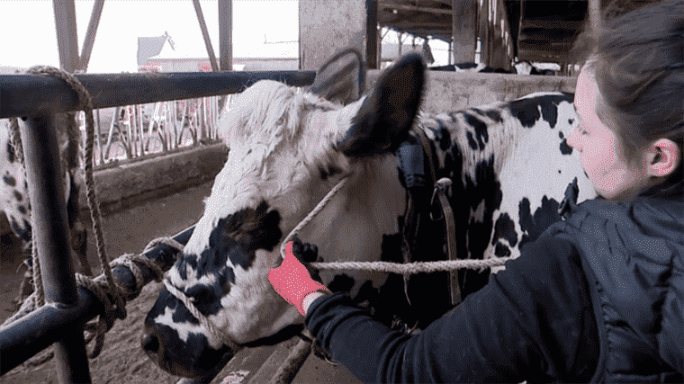 Salon de l’Agriculture 2022: high school students prepare their cow for the event