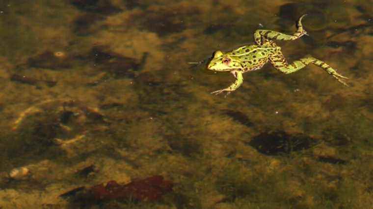 Scientists have managed to regrow frog limbs