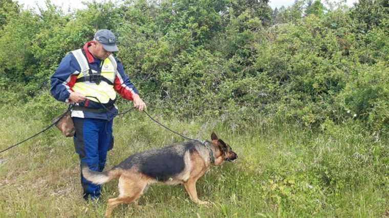 Sniffer dogs to detect leaks in drinking water networks