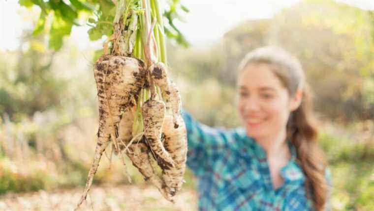 Sow the parsnips