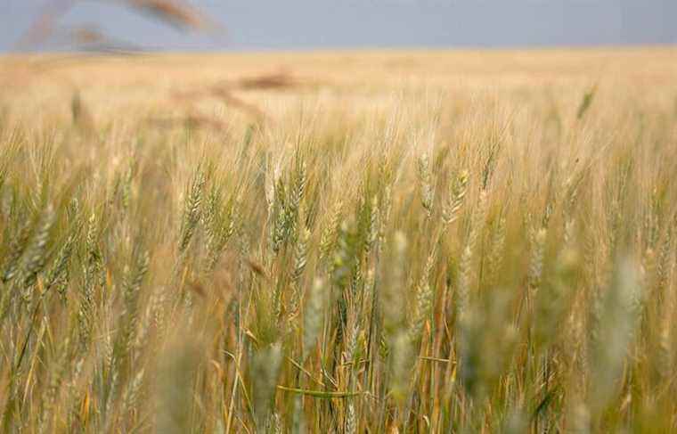 Tensions between Ukraine and Russia drive up grain and food prices