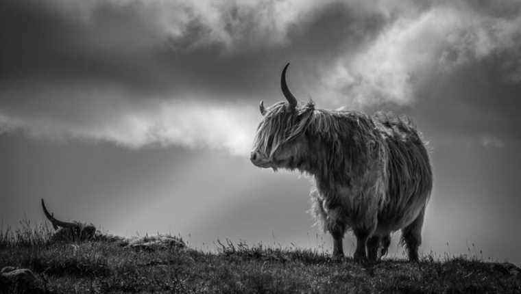 The Highland cows of Pierre Fieffel