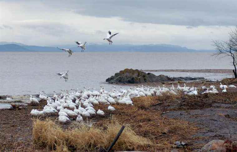 The birds help us, let’s help them back