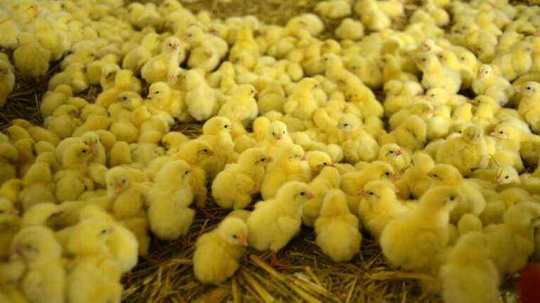 The grinding of male chicks is now prohibited in France, with an adaptation period granted to the sector