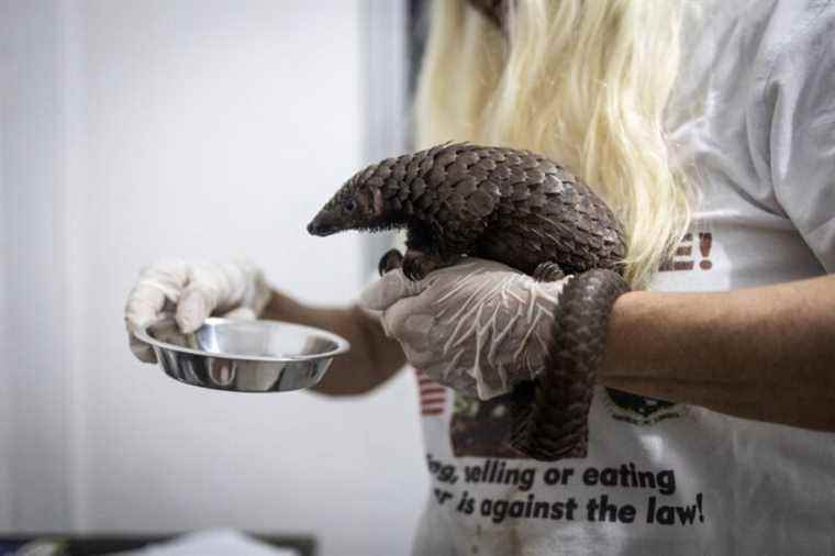 The pangolin in Liberia |  “We kill it, we eat it, we sell the scales”