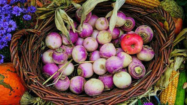 The turnip is in season