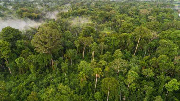 There are still more than 9,000 species of trees to be discovered, scientists estimate in a study