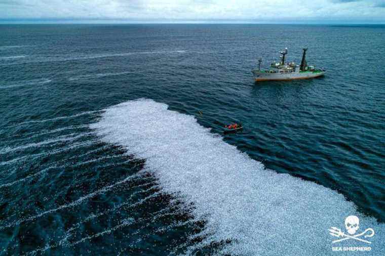 Thousands of fish caught by mistake thrown back into the Bay of Biscay