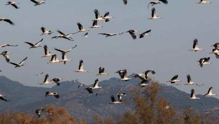 Thousands of white storks in the PO sky!