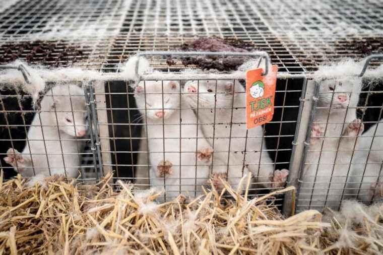 To put an end to fur farms