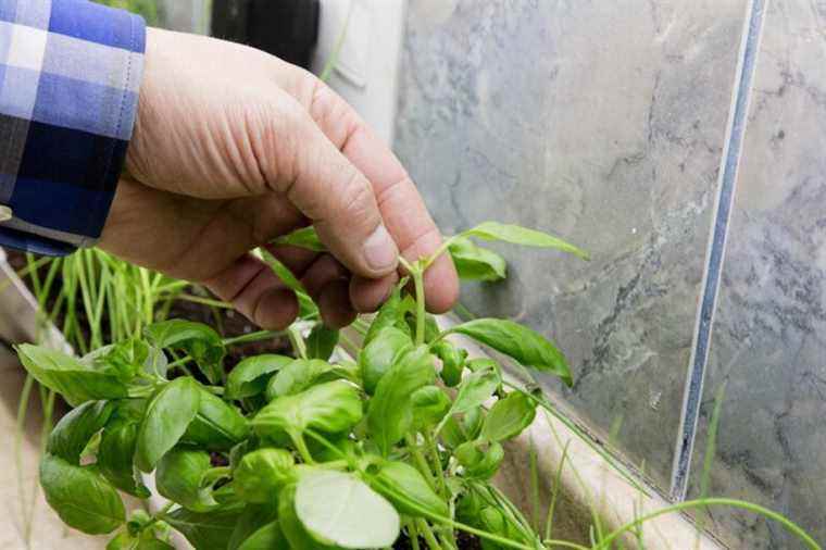 To the rescue of herbs