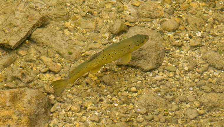 Trout breeding