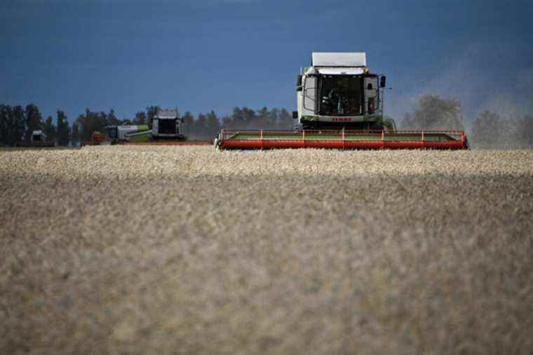 Ukraine |  The price of bread will rise, warns the WTO