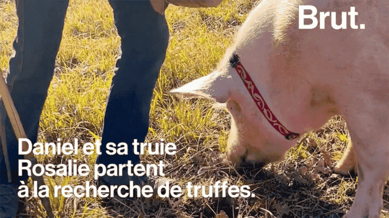 VIDEO.  “Keeping a pig on the couch is more complicated than a dog”: truffle grower, he says