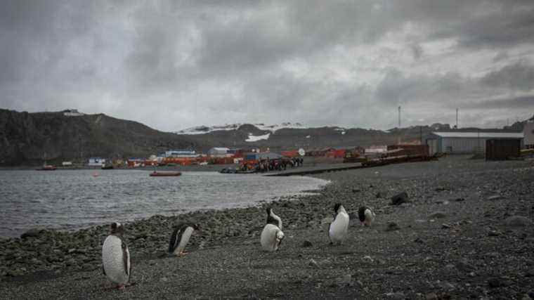 “We have tons of new species about which we know almost nothing”, scientists want to explore the hidden side of the “white continent”