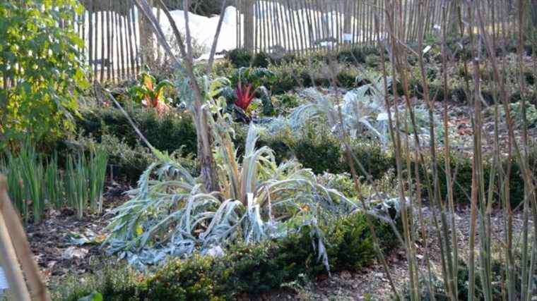 What do you plant in your vegetable garden in winter?