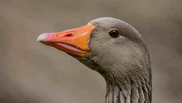 Worker breeding geese in Drusenheim