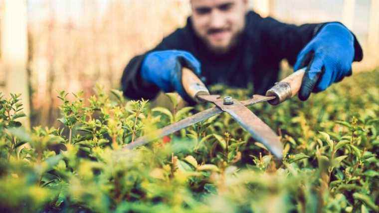 You don’t know how to prune your bushes or your roses?  Listen to France Bleu Bourgogne!