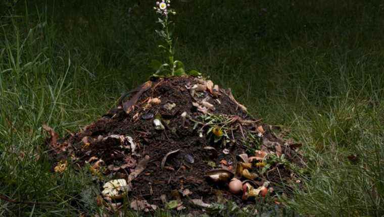 Your compost with advice from Christian Romain