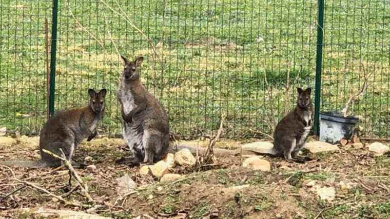 Zipounette, the baby kangaroo, was found in Saint-Victor-de Malcap