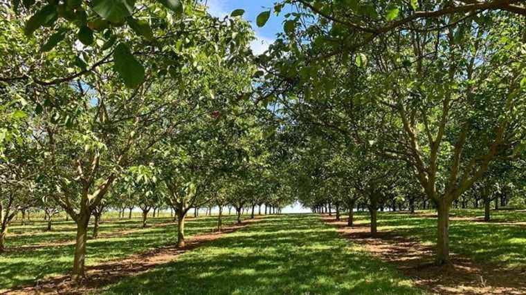 a drone flies to the aid of Périgord walnut trees