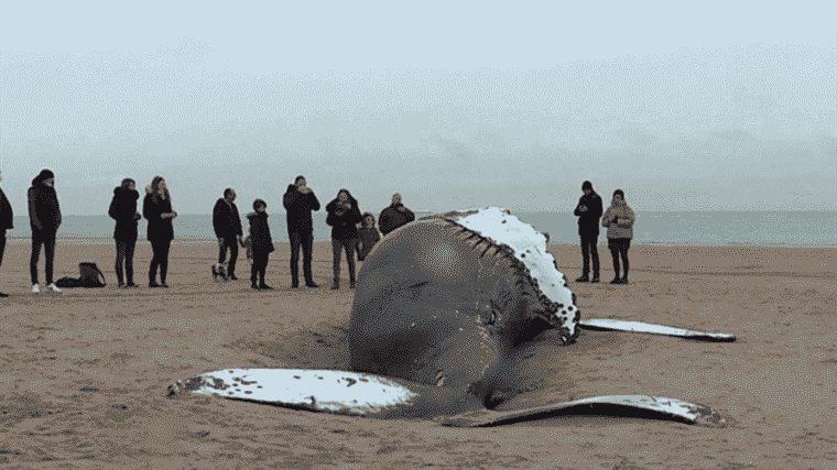 a humpback whale of almost ten meters stranded on a beach in Calais