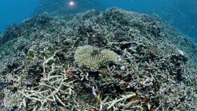 corals are all but doomed, new study finds