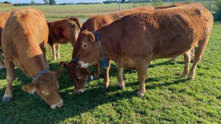 cows equipped with connected collars to make life easier for breeders