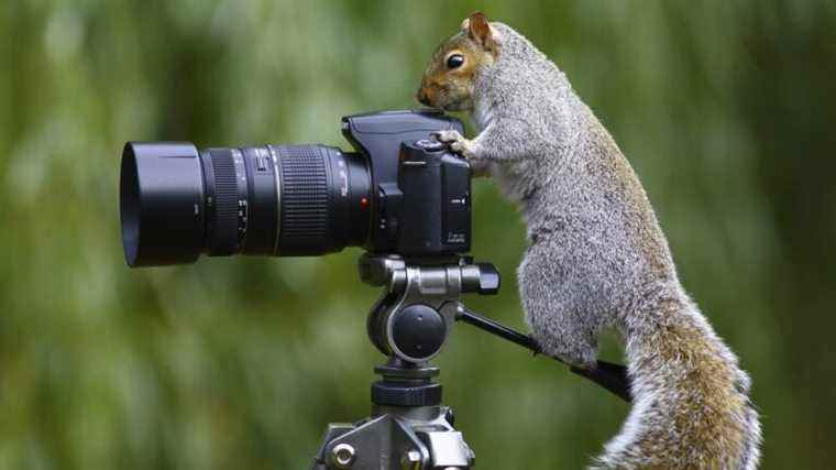 franceinfo junior.  How do you photograph an animal?