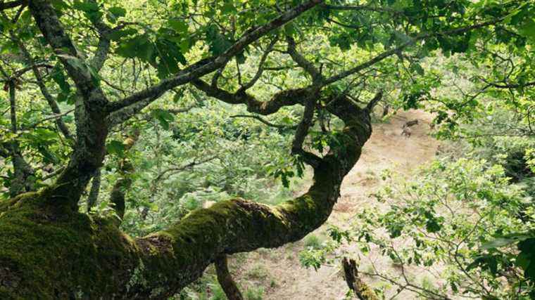 how Laurent Charbonnier magnified the tree, the main character of his latest documentary