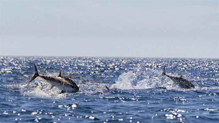 how once-endangered bluefin tuna got back into the fishery