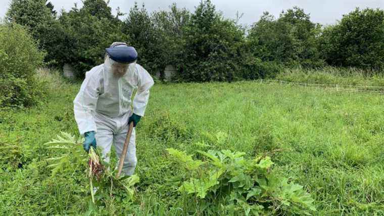 in Normandy, a brigade fights against invasive plants in waterways