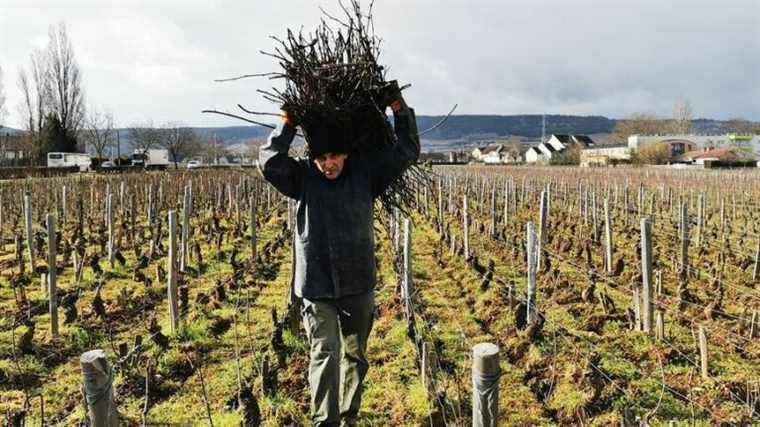 of back-to-work employees pick up vine shoots