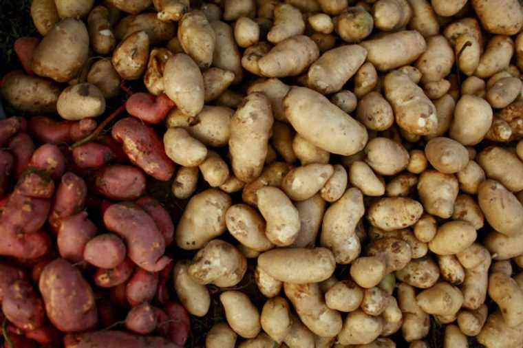 potato wart |  Prince Edward Island potatoes reauthorized in Puerto Rico