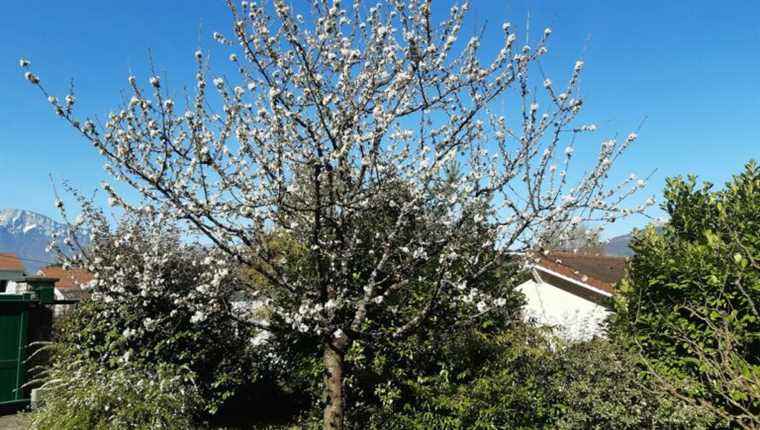 pruning stone fruit trees