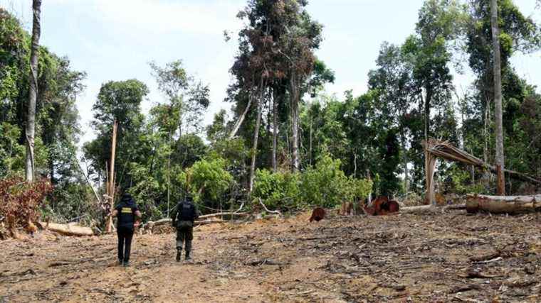 record deforestation in the Amazon for a month of January