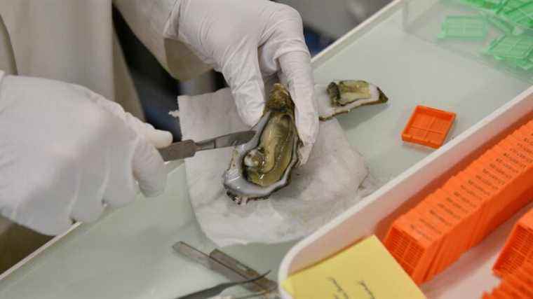 researchers are studying the adaptability of oysters to the living conditions of the future