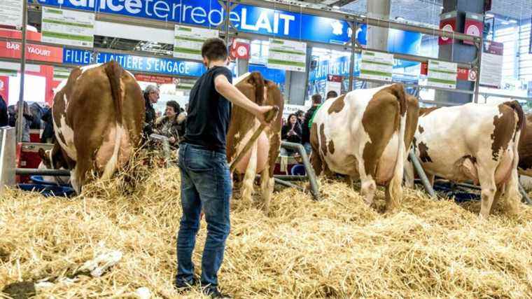 the Agricultural Show, the highlight of the campaign?