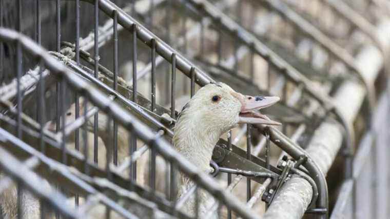 the Auch public prosecutor’s office opens an investigation for “mistreatment” after revelations by L214 on a duck farm