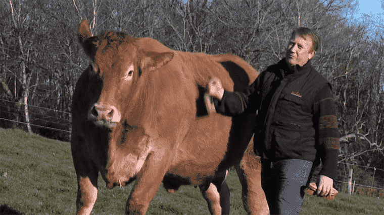 the Limousin cows are getting pretty before D-Day