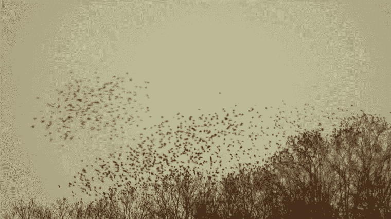 the arabesques and the nightmare of the starlings in Rome