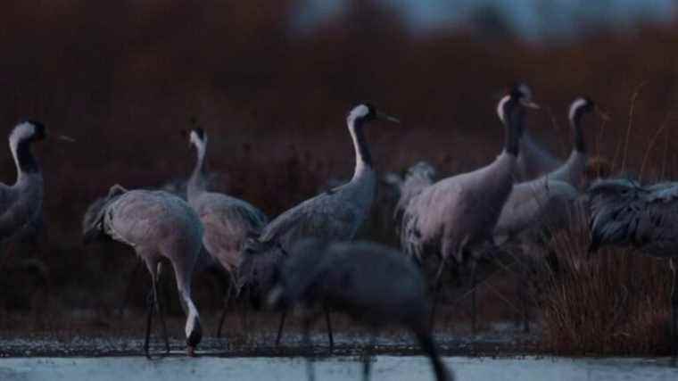 the ballet of the common cranes