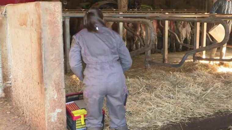 the crucial role of veterinarians for rural farms