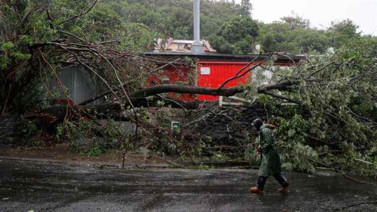 the government announces aid measures for farmers in Reunion